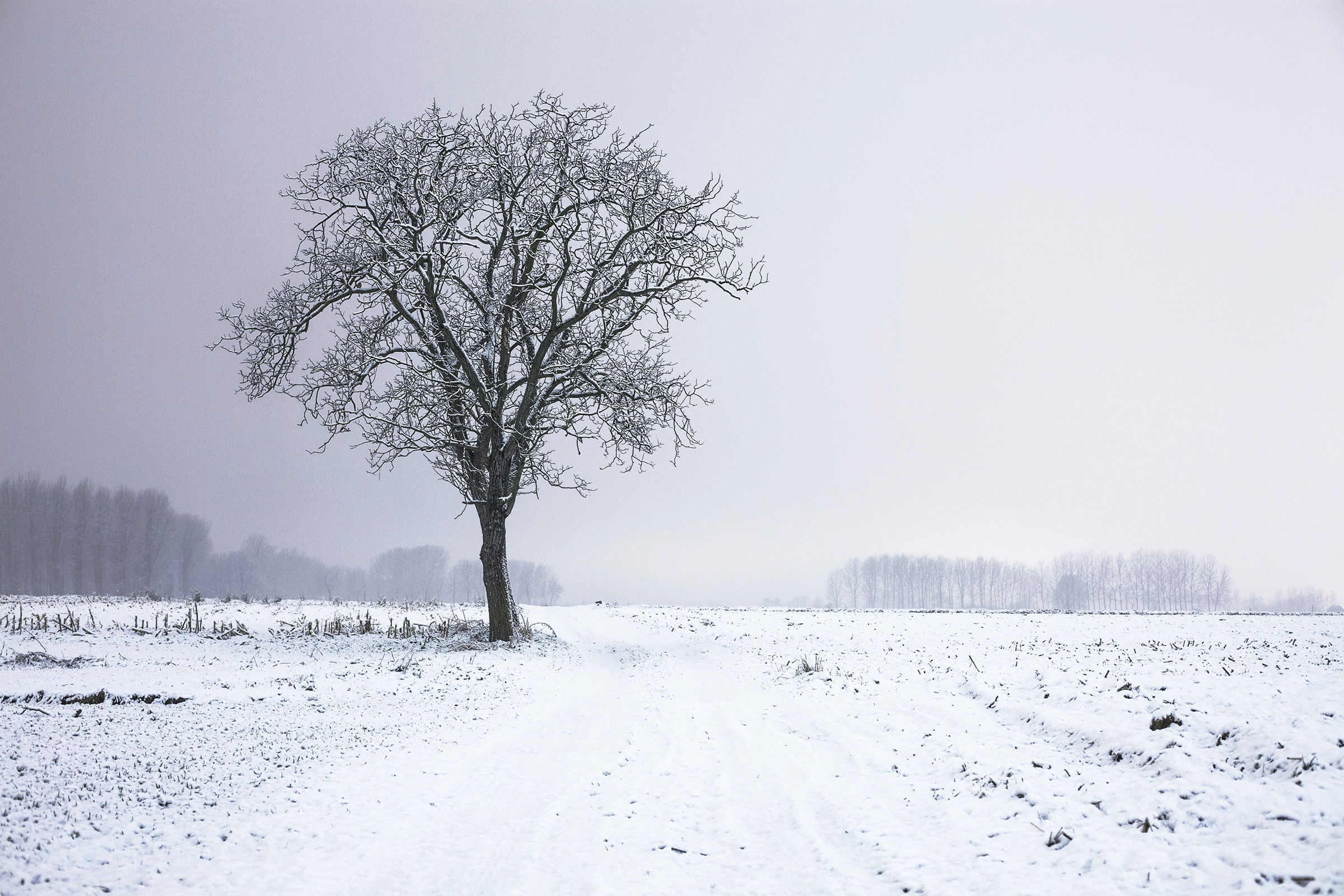 cold-snow-landscape-nature-1.jpg